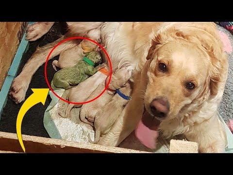 Golden Gives Birth To Rare Puppy, Only 3 Known To Have Ever Existed - UCOaD4JxNYk29LHbHTOx3SQA