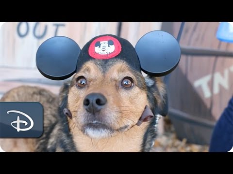 Disney VoluntEARS Support Paws in the Park | Walt Disney World - UC1xwwLwm6WSMbUn_Tp597hQ