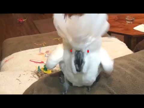 Super Vocal Birds | Funny Bird Video Compilation 2017 - UCPIvT-zcQl2H0vabdXJGcpg