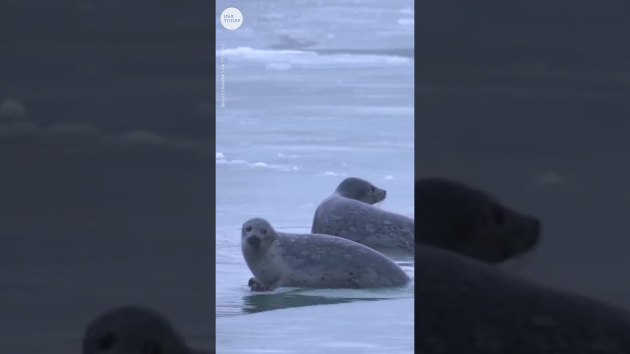 Harbor seals have unexpected journey in Alaska’s Glacier National Park | USA TODAY #Shorts
