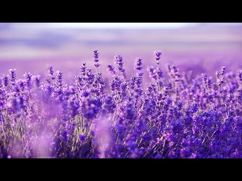 Relaxing Harp Music: Sleep Music, Stress Relief, Meditation Music, Spa Music, Background Music ★53 - UCjzHeG1KWoonmf9d5KBvSiw