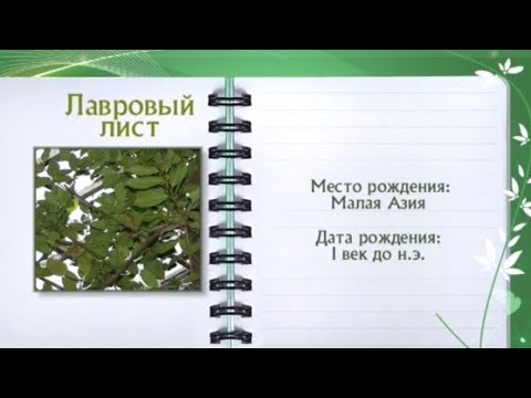 Кулинарная энциклопедия - Лавр - Часть 1 - UC7XBjhXnmmXFsxmnys9PmDQ