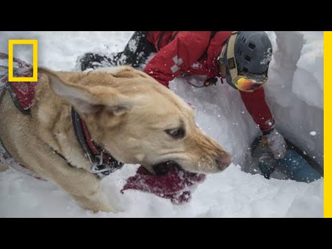 Capturing the Impact of Avalanche Rescue Dogs | National Geographic - UCpVm7bg6pXKo1Pr6k5kxG9A