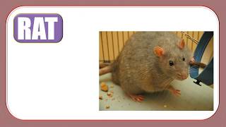 Pets Flashcards 
