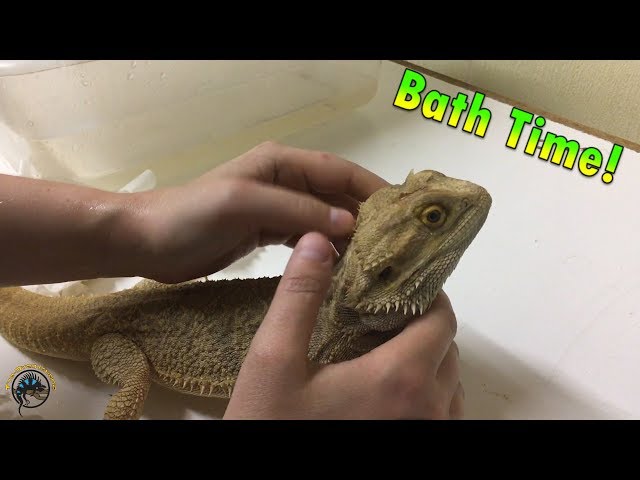 How to Help Your Bearded Dragon Shed Successfully