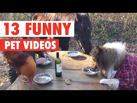 14 Funny Pet Videos Compilation 2017 - UCPIvT-zcQl2H0vabdXJGcpg