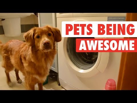 The Pet Collective & People Are Awesome present: Pets Are Awesome! - UCPIvT-zcQl2H0vabdXJGcpg