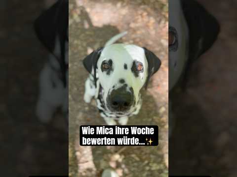 Und wie war eure Woche so?😇 #dalmatiner #hund #hunde #cutedog #doglife #dalmatian #hundevlog