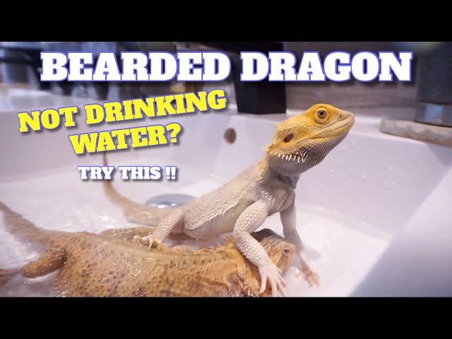 How To Hydrate A Bearded Dragon?
