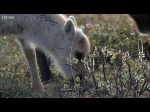 Wolves hunting Caribou | Planet Earth | BBC - UCwmZiChSryoWQCZMIQezgTg