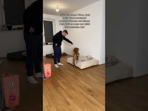 Dieser Hund darf sich nicht frei bewegen