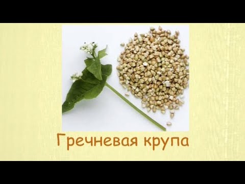 Кулинарная энциклопедия - Гречневая крупа - UC7XBjhXnmmXFsxmnys9PmDQ