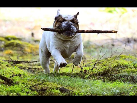 FUNNY ANIMALS: Try not to LAUGH