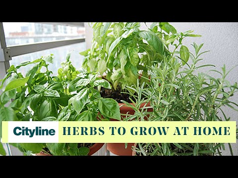 Top 5 herbs to grow in your own home - UCmqgI1bX_x3ePKgGHMfN04A