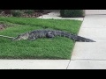 Floride : Alligator vs trappeur
