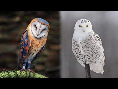 10 Most Beautiful Owl Birds on Planet Earth - UCRpNVpZoW56rOsV-6wFK3lg