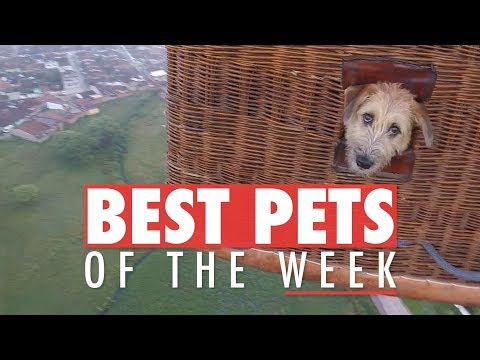 Best Pets of the Week | November 2017 Week 3 - UCPIvT-zcQl2H0vabdXJGcpg