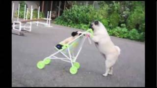 Original - LOL  Jenny The Pug puppy pushes baby stroller, skateboard