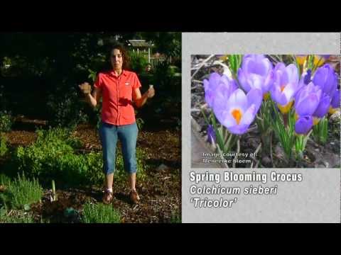 Planting Saffron Crocus - UCmxBsGrSE3sbCs3eXeoJViw