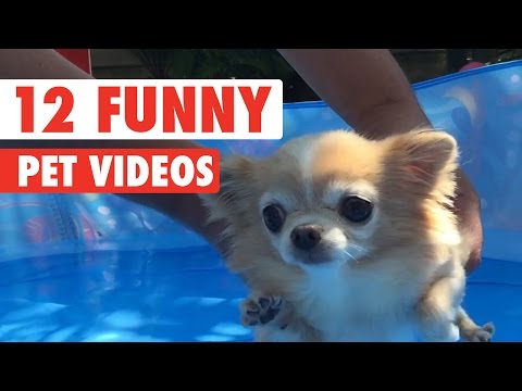 12 Funny Pet Videos Compilation 2016 - UCPIvT-zcQl2H0vabdXJGcpg