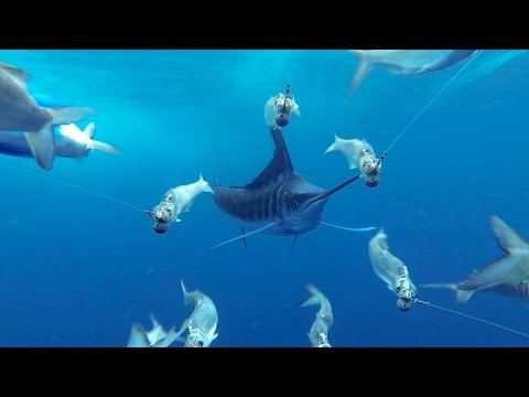 GoPro Awards: Marlin Encounter - UCqhnX4jA0A5paNd1v-zEysw