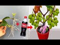 YNTHESIS OF UNIQUE TECHNIQUES for breeding MANGO with coca~cola, super super fast, fast fruiting