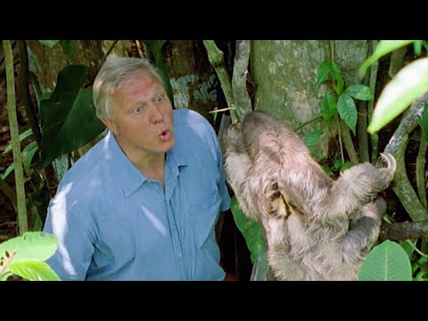 Attenborough: Saying Boo to a Sloth! - BBC Earth - UCwmZiChSryoWQCZMIQezgTg