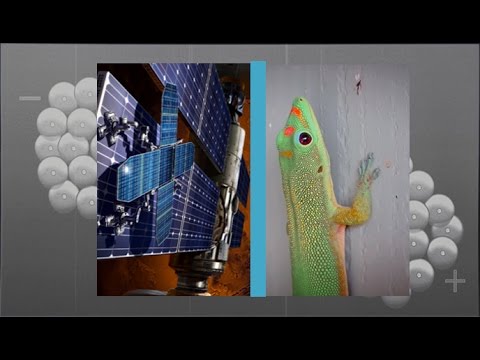 Gecko Feet Teach NASA How To Stick To Space Objects | Video - UCVTomc35agH1SM6kCKzwW_g