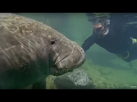 Manatees Have Bad Breath | Life Of Mammals | BBC Earth - UCwmZiChSryoWQCZMIQezgTg