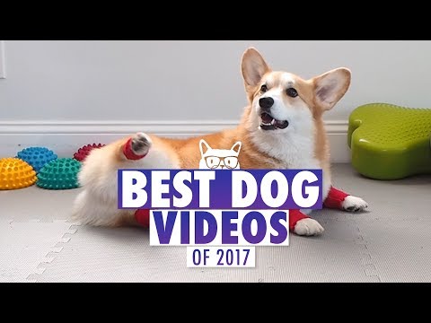 Best Dog Videos of The Year 2017 | Pets of 2017 - UCPIvT-zcQl2H0vabdXJGcpg