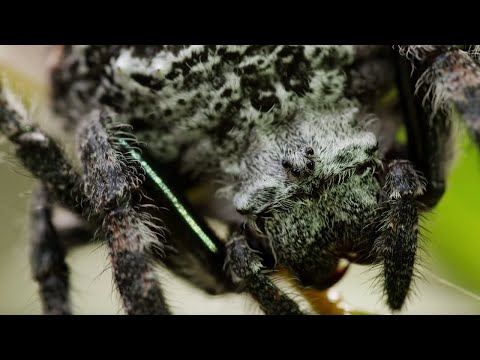 Spider Shoots 25 Metre Web | The Hunt | BBC Earth - UCwmZiChSryoWQCZMIQezgTg