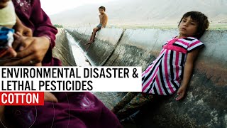 Cotton - Environmental Disaster & Lethal Pesticides