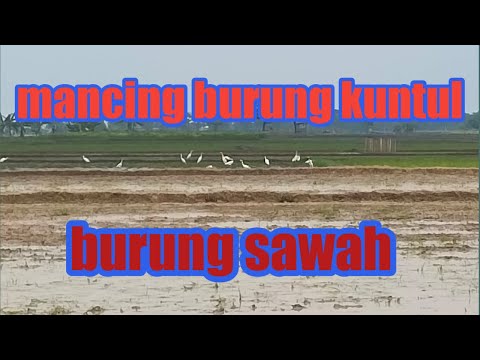mancing burung kuntul