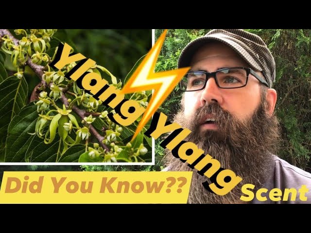 What Does Ylang Ylang Smell Like?