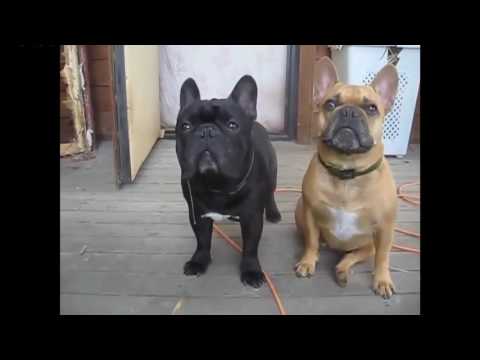 TRY NOT TO LAUGH-Funny French Bull Dog Compilation 2016 - UCwkmoksfgXW6dB9DjNXpq9g