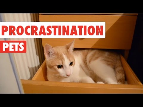 Procrastination Pets Video Compilation 2016 - UCPIvT-zcQl2H0vabdXJGcpg