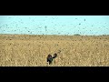 compilations tirs chasse ouverture tourterelles camargue 2012 . dove hunting Best Shots 