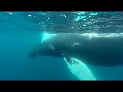 GoPro: Snorkeling With Humpback Whales - UCqhnX4jA0A5paNd1v-zEysw