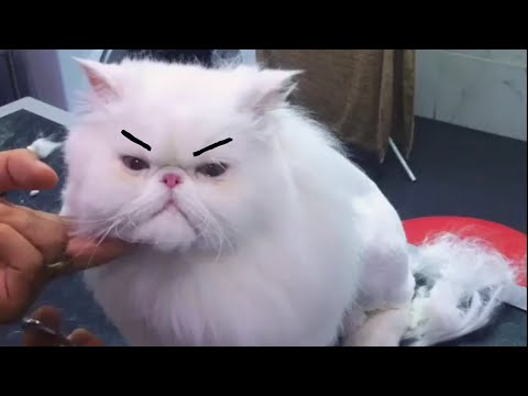 Grumpy Cats Video Compilation 2016 - UCPIvT-zcQl2H0vabdXJGcpg