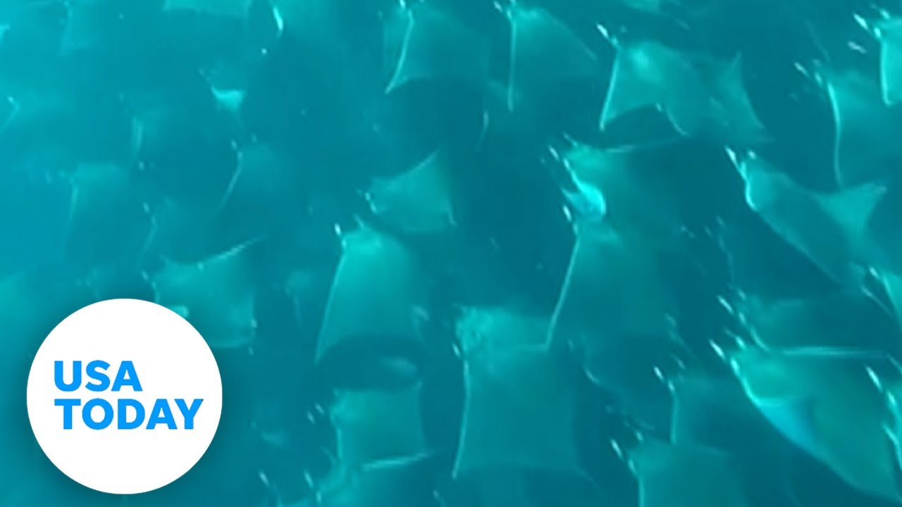 Diver witnesses breathtaking view as fever of stingrays swimming by | USA TODAY