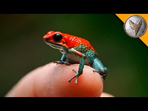 Deadly Poison Dart Frog? - UC6E2mP01ZLH_kbAyeazCNdg