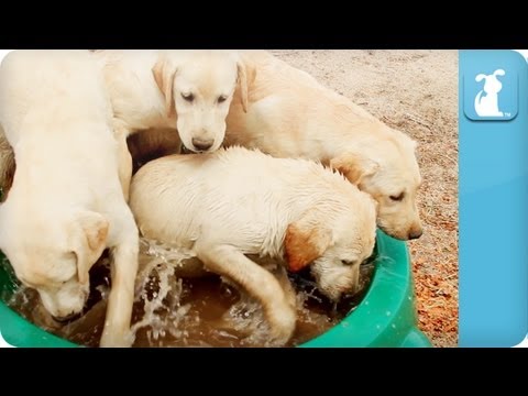 Puppy Love - Labrador Retrievers - UCPIvT-zcQl2H0vabdXJGcpg