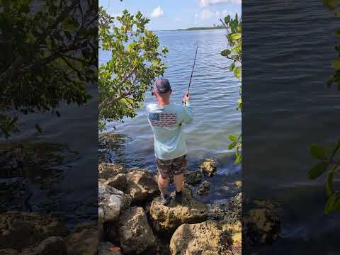 Mangrove Snapper and Cheering Section #fishing #miami #dadlife