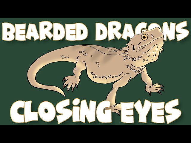 What Does It Mean When A Bearded Dragon Closes Its Eyes?