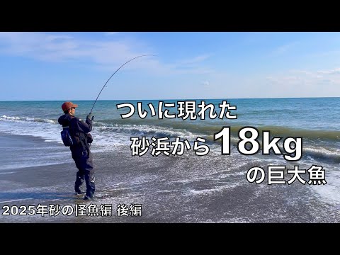 釣り人生最高の幸運。砂浜から18kgの巨大魚を釣りあげて‥さらに現れたメーターオーバーの巨大魚