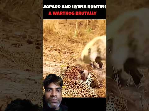 #animals #wildlife #leopard #cheetah #wildanimals