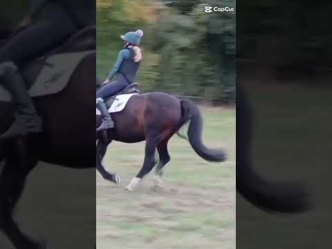 My new horse, Ollie! #horse #equestrianjourney #horseride #horsetrack #horseriding #horsegirl #pony