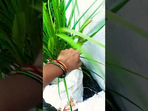🌱Lemon Grass का पौधा गमले में 🪴\ Tips for Lemon Grass 🌿💯👍 ||#garden #plants #tips #love #shorts