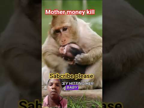 mother money vs baby money #animals #monkey #wildlife #babymonkey #facts #foryou #shortsfeed