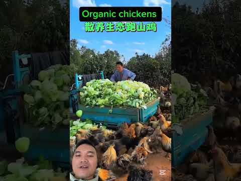 Chăn Nuôi Theo Hướng Thực Phẩm Sạch #farming